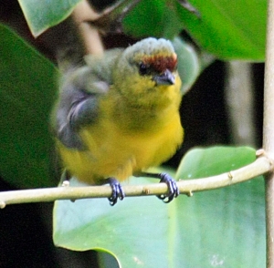 Olive Backed Euphonia Male